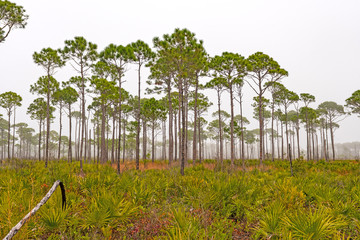 Obraz premium Slash Pine Trees on a Foggy Coast