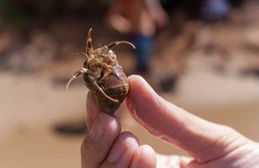 Caranguejo eremita