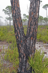 Obraz premium Fire Damage on a Slash Pine