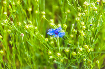 Blue flower Knapweeds (Centaurea cyanus) among flax in the field. Green capsules of common flax or linseed (Linum usitatissimum)