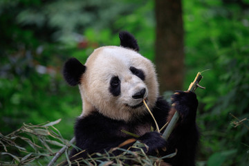 Panda Bear Looking ahead while grabbing and biting some fresh Bamboo for lunch. Bifengxia Panda...