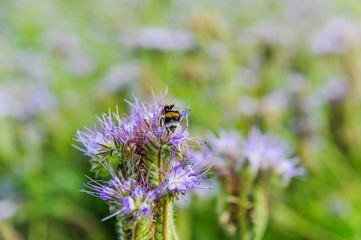 Lilac flowers of honey plants lacy phacelia or purple tansy (Phacelia tanacetifolia) and bumblebee