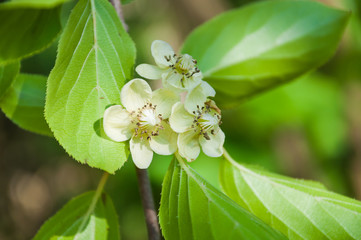 Female flowers of perennial vine Actinidia arguta, or hardy kiwi
