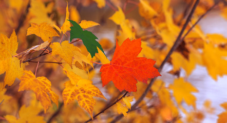 Canada and Saudi Arabia relations illustrated in the colors of the maple leaves. Conceptual picture for cooperation, friendship, partnership or political crisis between these two countries.