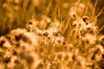 Silhouettes of thistle on a background sunset.