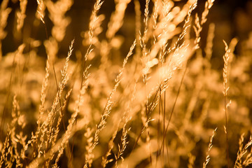 Obraz premium Silhouettes of grass on a background sunset.