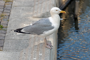Gull standing near the edge