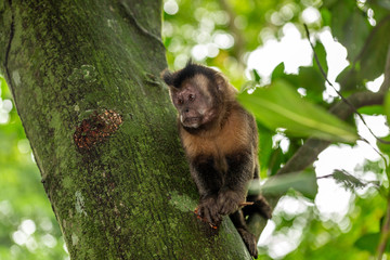 Capuchin monkey looking for an opportunity to get food in the forest of Rio de Janeiro