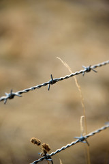 Agricultural barbed wire fence on grassland.
