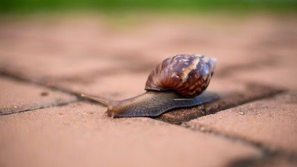 slow