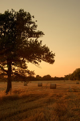 Silhouettes of tree on a harvested field background sunset