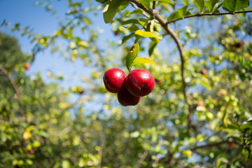 foot of acerolas, Rio de Janeiro, Brazil
