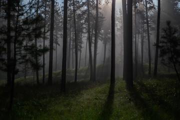 Obraz premium Moon Beams