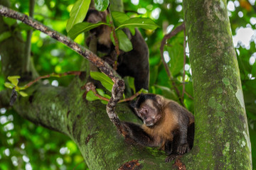 Curious capuchin monkeys in the city forest of Rio de Janeiro, Brazil