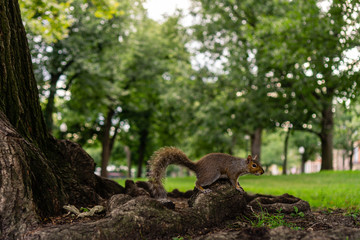 Adorable squirrel in city park