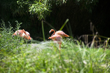 Pink flamingo standing in nature