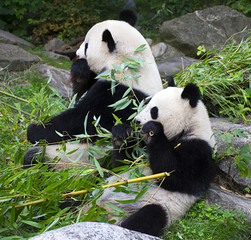Panda bears eating bamboo 