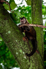 Capuchin monkey with its paws on a branch watching in the city forest of Rio de Janeiro, Brazil