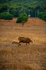 Mallorca Schafe auf dem Feld