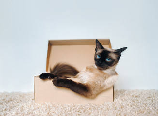 Poker Face. Museau impertinent de patron de chat. Chat siamois dans une boîte en carton. Les habitudes du chat.