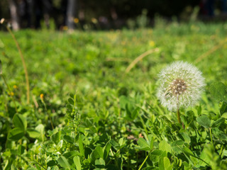 blowballs on meadow, dandelion background
