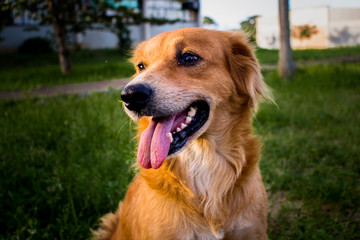 Companheiro da Universidade