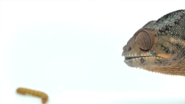 Slow motion close-up side view of Chameleon grabbing a mealworm with his tongue