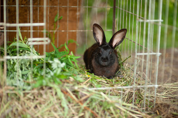 beautiful black rabbit sitting in a cage
