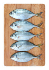 Yellow Tail Scad fish, Decapterus fish, on a wood plate