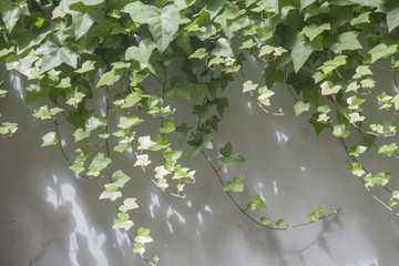 Old grunge wall texture and pattern background covered in green ivy for design and text