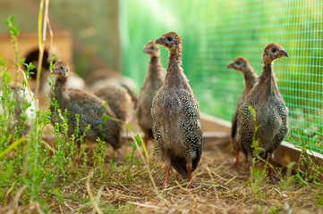 Beautiful little Guinea fowl looking at you. Breeding of Guinea fowls in the harsh Northern climate - in Russia, Moscow region. Colorful photo