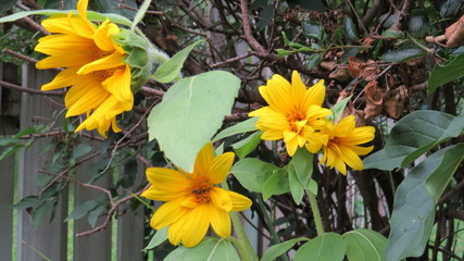 Sunflower Volunteers