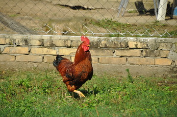 rooster