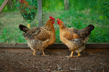 Very beautiful, colorful chicken Russian breed Kuchinskaya walking in the yard.
