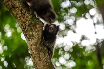 Curious sagui monkeys in the city forest of Rio de Janeiro, Brazil