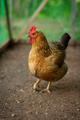 Very beautiful, colorful chicken Russian breed Kuchinskaya walking in the yard.