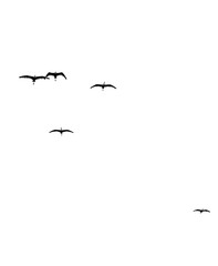 Migratory Birds