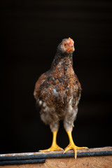 beautiful russian little chiken are sitting at the entrance of the chicken coop. Chick on dark background