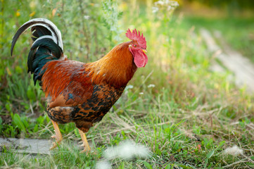 pretty colorful cockerel of Russian breed Kuchinskaya against green grass background