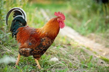 pretty colorful cockerel of Russian breed Kuchinskaya against green grass background