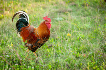 pretty colorful cockerel of Russian breed Kuchinskaya against green grass background