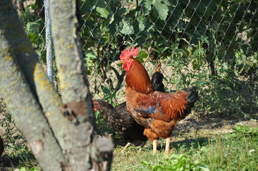 rooster and hen