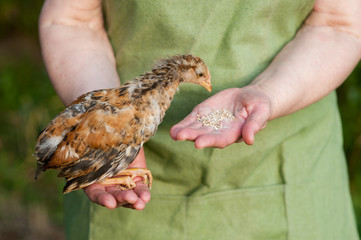 an elderly Russian woman in a hat feeds a small mongrel chicken from the hand