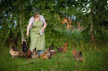 an elderly Russian woman in a hat feeds the chickens in the yard