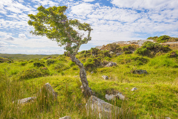 Panorama of mountains, marshy land and heathland of Connemara National Park in summer