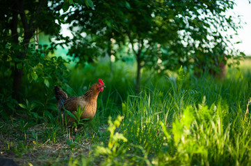 Very beautiful, colorful chicken Russian breed Kuchinskaya walking in the yard.