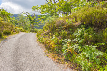 Obraz premium Panorama of edge and surroundings of a lake in a national park in summer