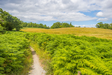 Panorama of edge and surroundings of a lake in a national park in summer