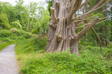 Panorama of edge and surroundings of a lake in a national park in summer