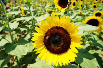A closeup view of a sunflower. 